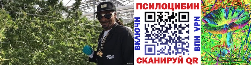 Псилоцибиновые грибы MAGIC MUSHROOMS  Купить  Суздаль 